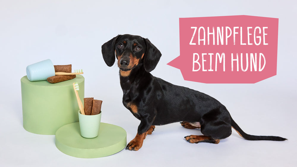 ZAHNPFLEGE BEIM HUND