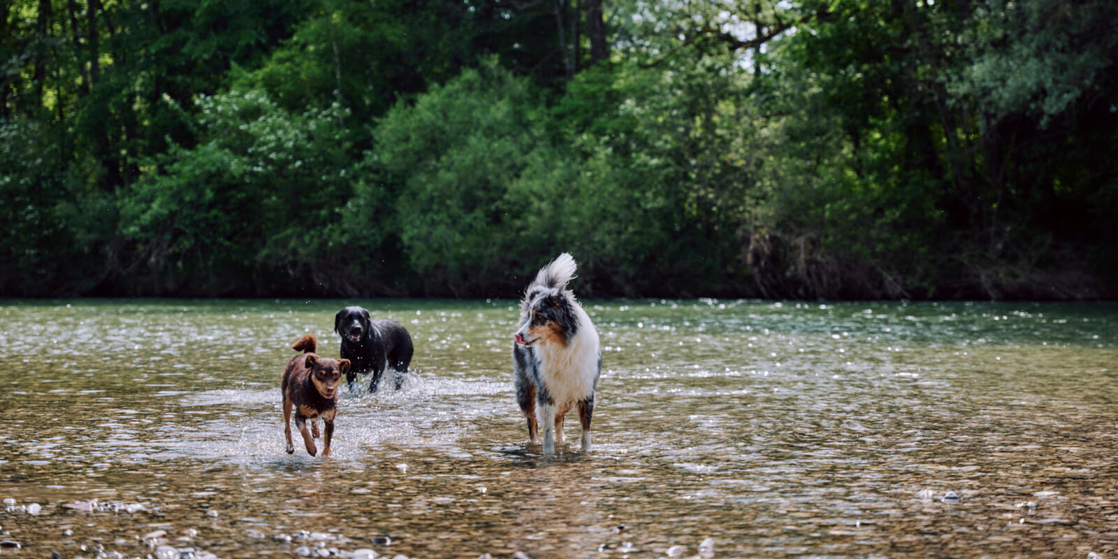 Démangeaisons chez le chien