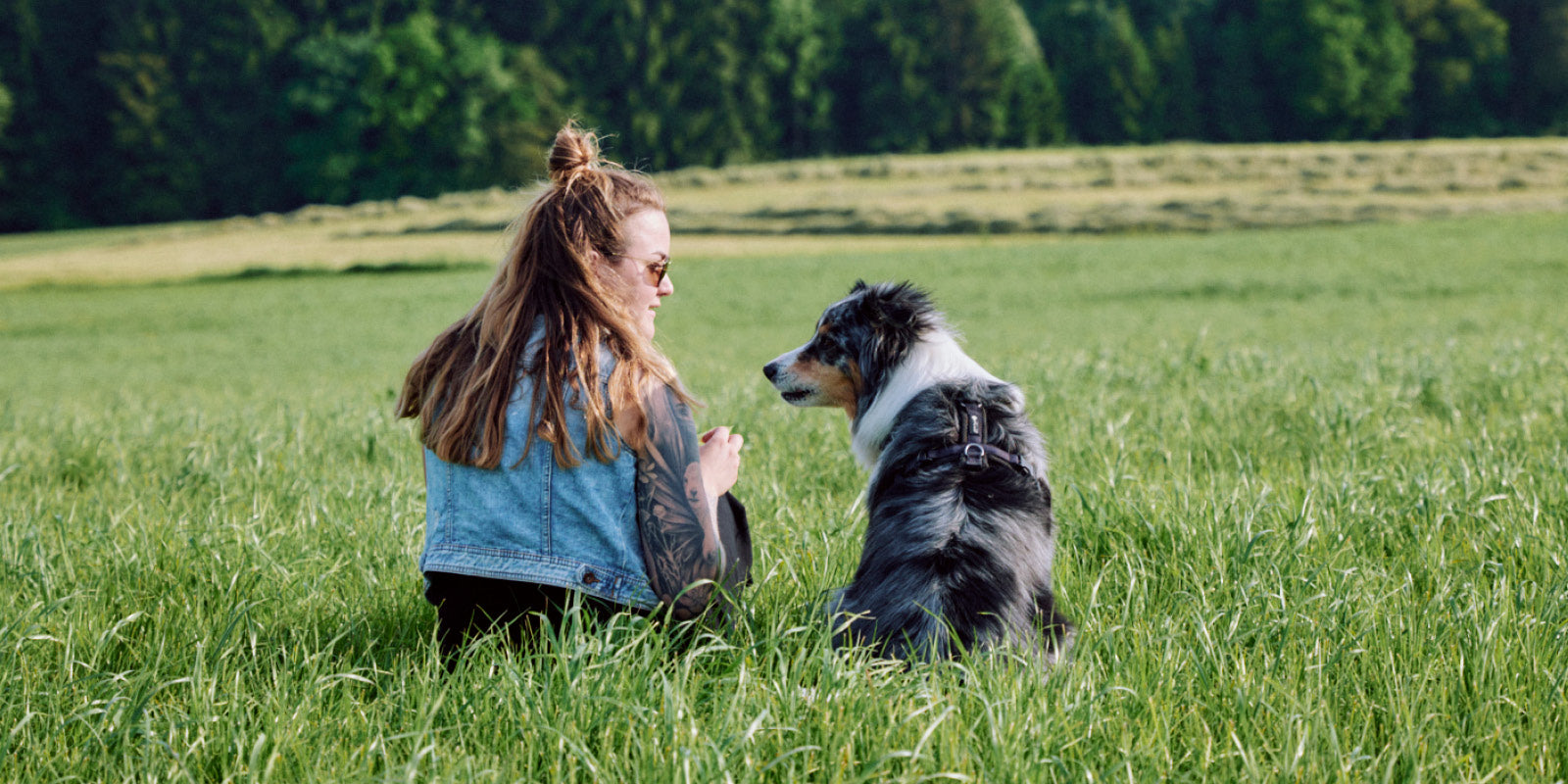 Pancréatite chez le chien 