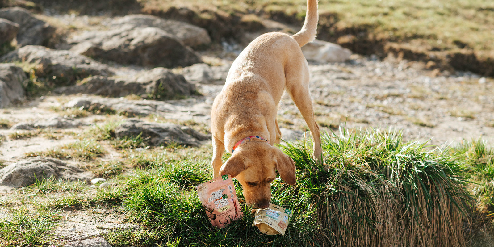 Nourriture pour chiens pour...