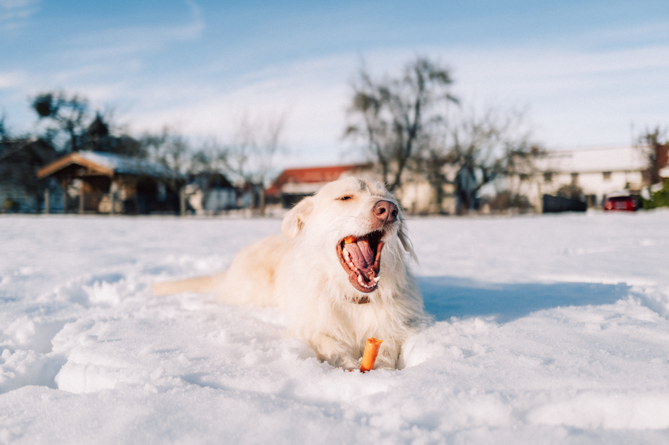 Conseils pour votre chien e...