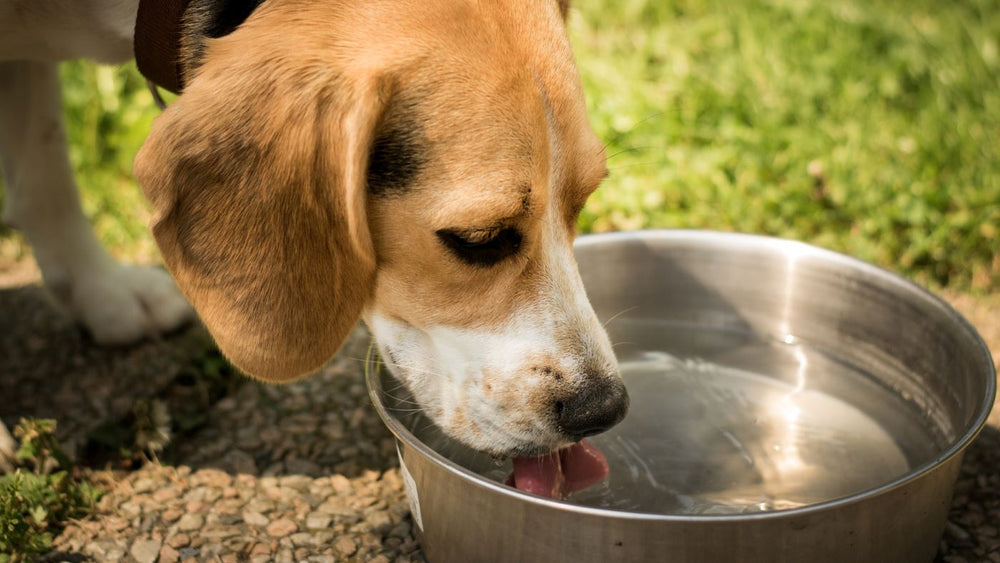 Futterumstellung bei Hunden mit chronischer Nierenerkrankung (CNE)