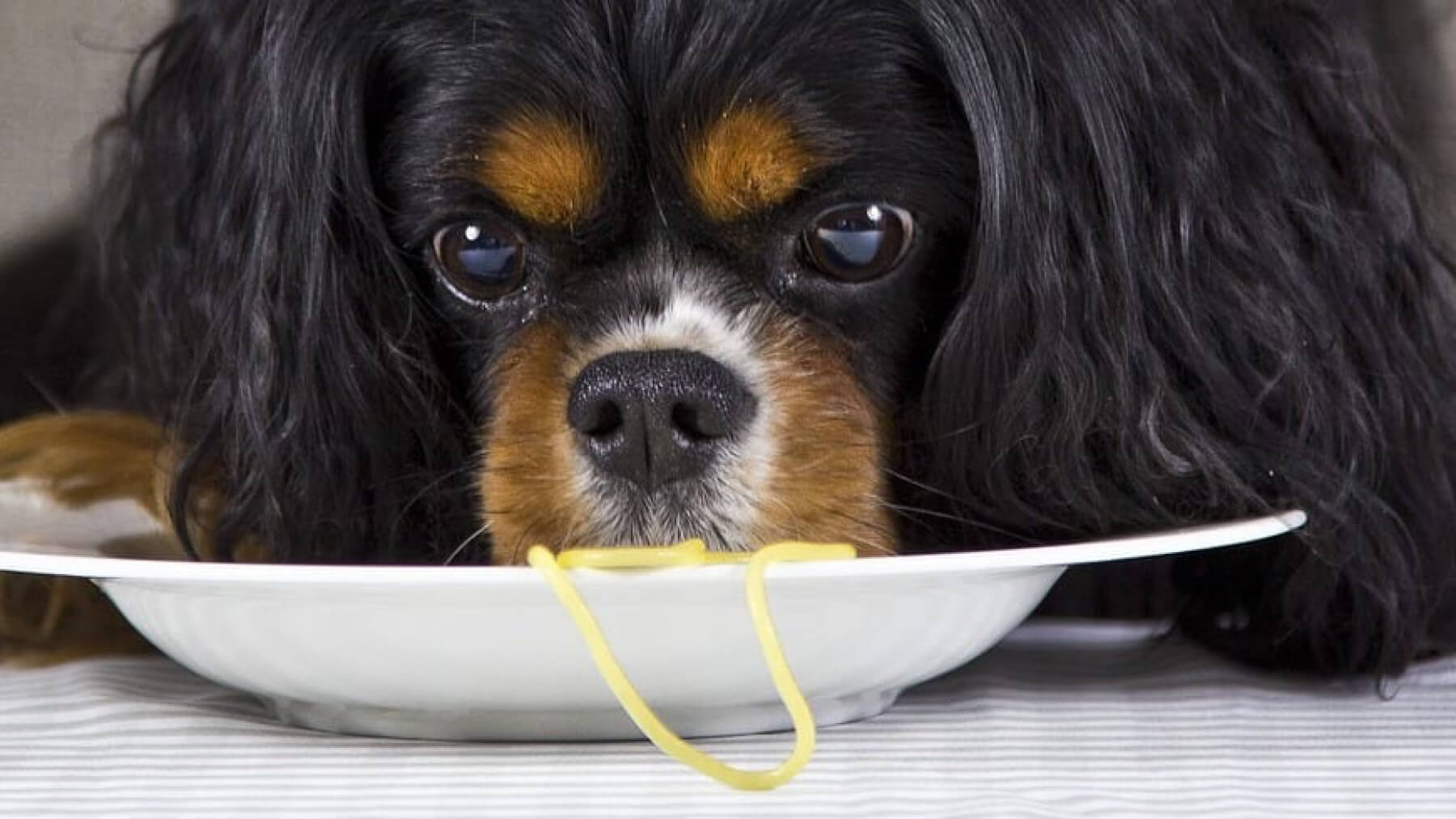 Aliments adaptés aux chiens...